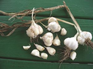 Garlic bulbs