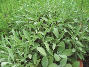 Sage, Garden