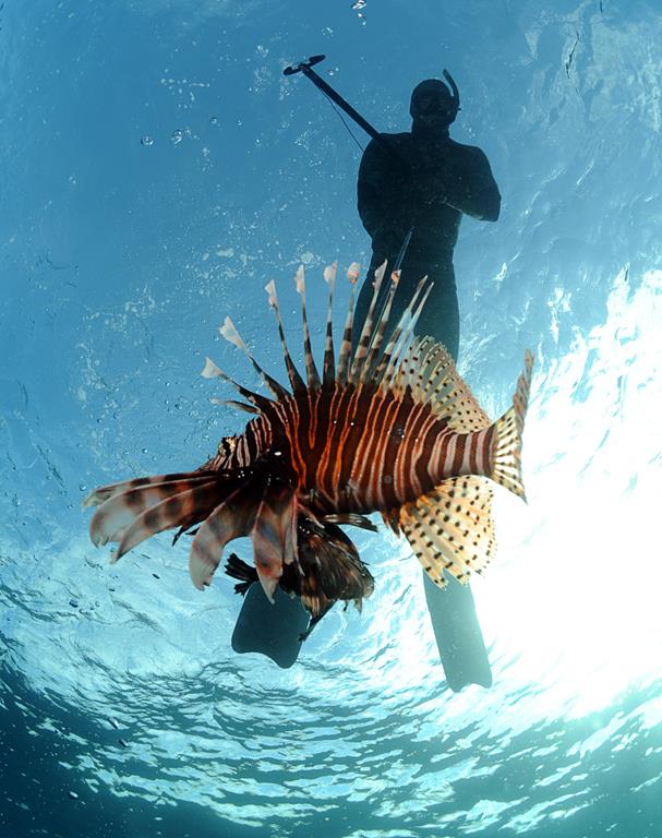 Spearfishing a lionfish in the Atlantic Ocean