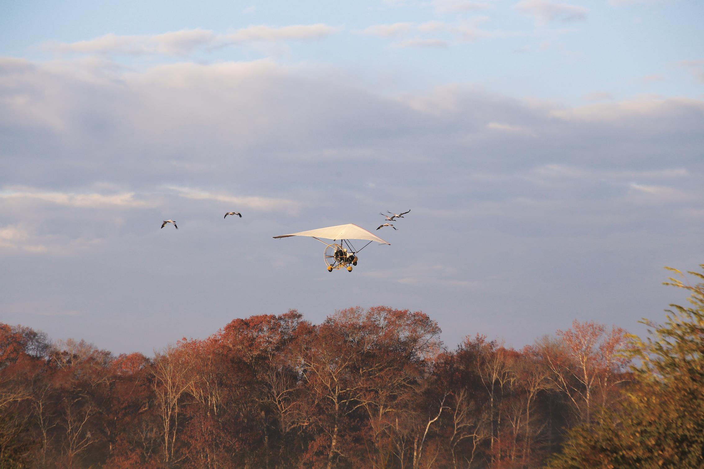 Captured Dec 2, 2014 in Lowndes County, AL. Pilot and CEO Joe Duff departs Lowndes County with five juvenile Whooping cranes following his aircraft. Photographer: Heather Ray/Operation Migration. 