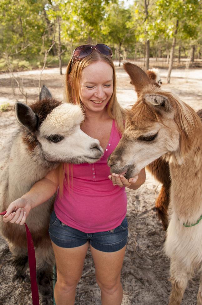 078Alpacas4-22-15 (Copy)