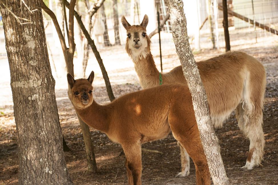 238Alpacas4-22-15 (Copy)