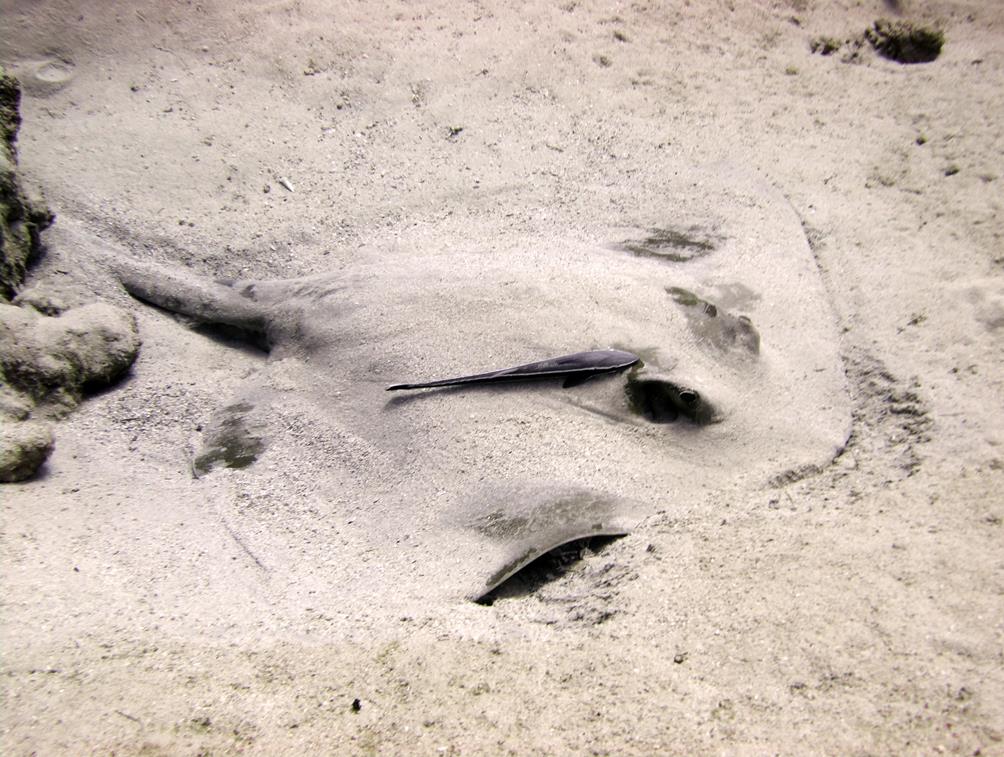A feathertail stingray and a remora lie buried under sand