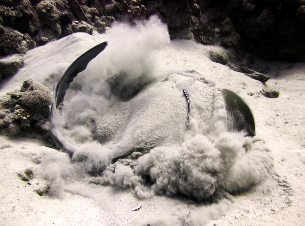 A feathertail stingray (Elasmobranch) stirs away from the sand